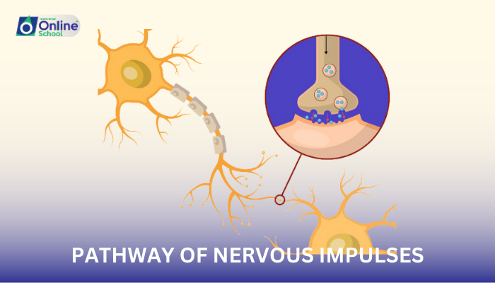 Lesson 10: Pathway of Nervous Impulses